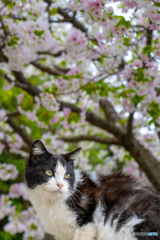 お花見はっちゃん（1）