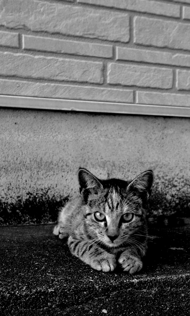 壁際のボクちゃん