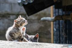柔らか陽射しで、かきかきかき