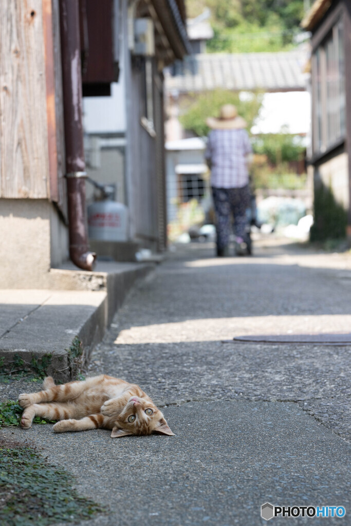 路地裏ゴロリ