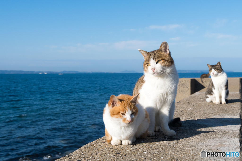 お父さんはグレートなんだニャ