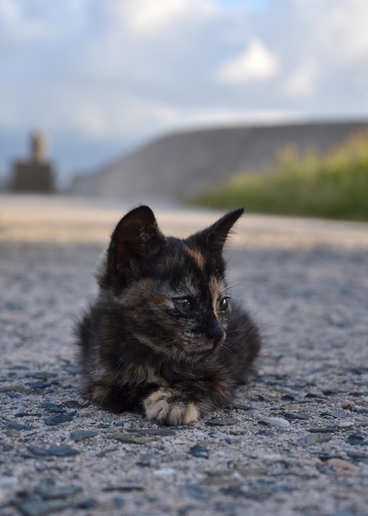 DSC_3780 by ゆきじろう （ID：2813403） - 写真共有サイト:PHOTOHITO