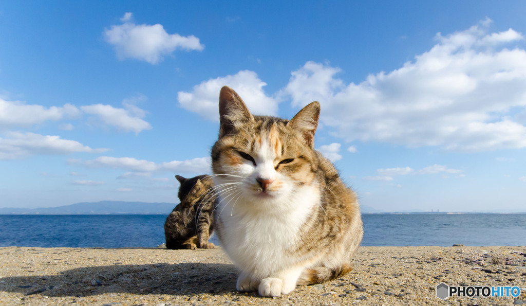春よ来い
