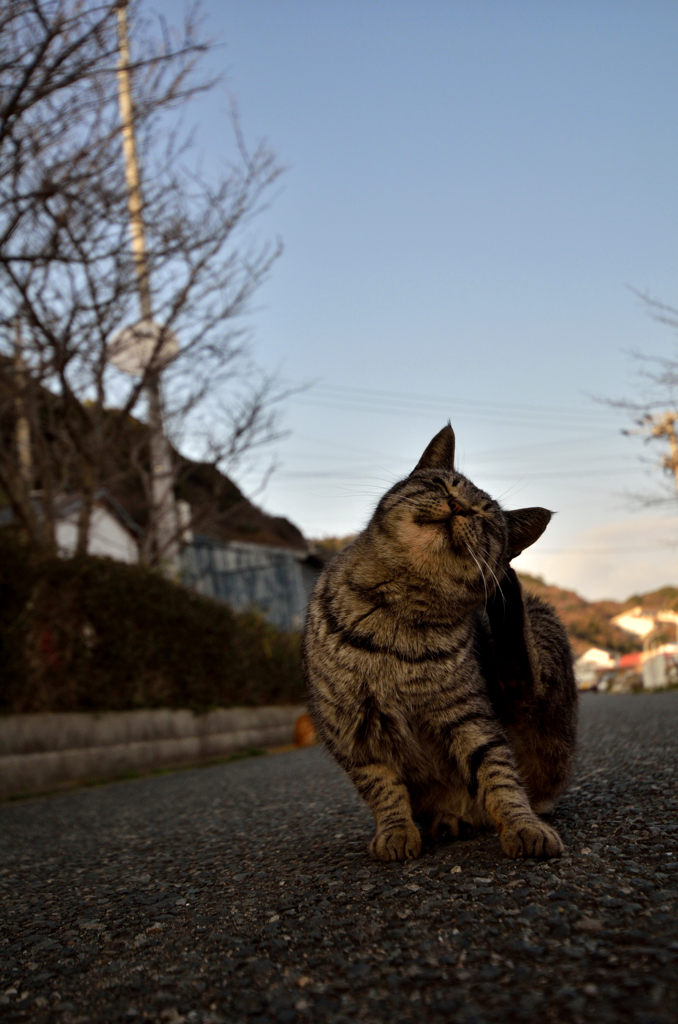 そろそろ夕暮れ・・・ニャン次郎さん、カキカキ