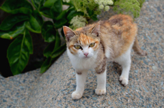 あっちいけよ～