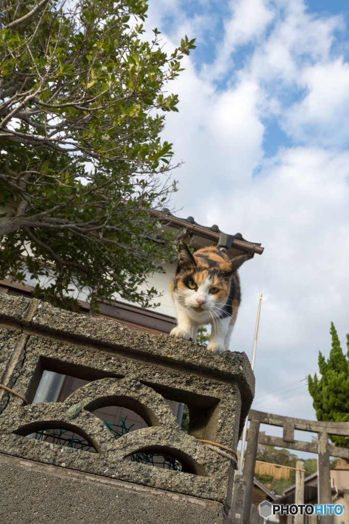 塀の上からご挨拶