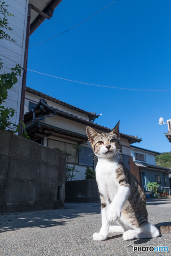 おはようさんだニャ