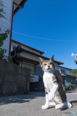 おはようさんだニャ
