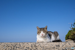 海辺のすてきネコさん（1）