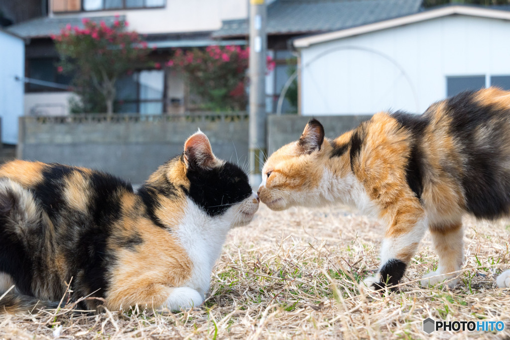 ママとチュー