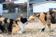 ママとチュー