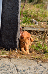 遊ぶねこさん（2）