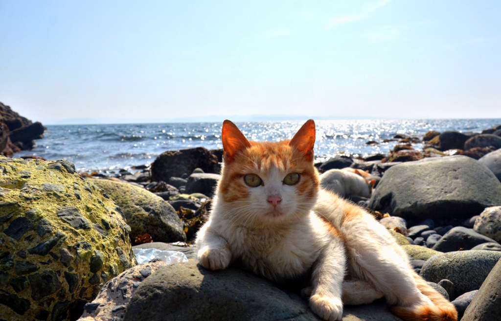 海辺の若猫。ハンサムでごめん。