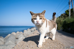 おはよう、隊長さん