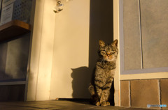 しっとりとした朝ですニャ しっとりとした朝ですニャ