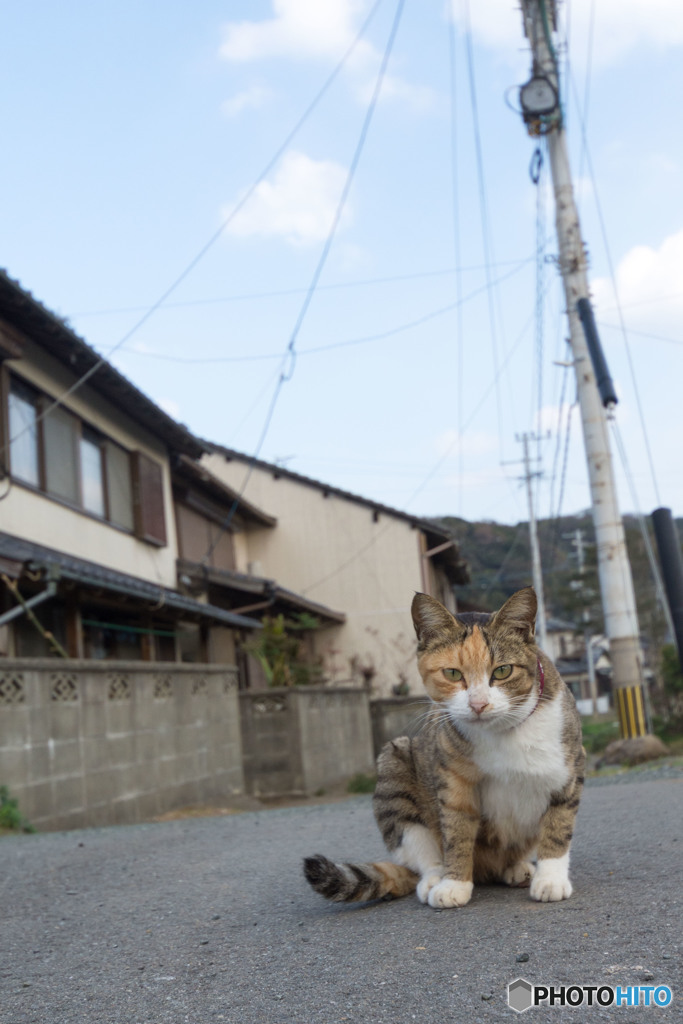 久々のチェリーさん