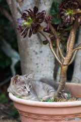 植木鉢の中。居心地いいニャ。