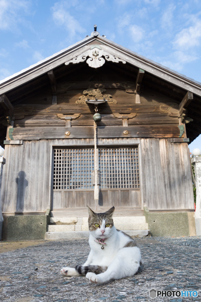 神社でニャ～