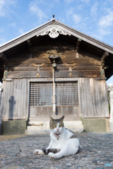 神社でニャ～