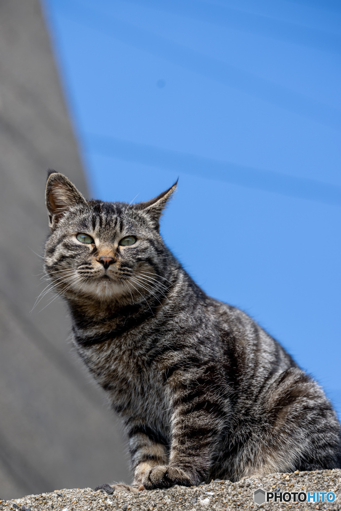 ニャハ