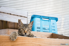 何だニャ
