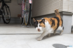 こんにちはだニャ