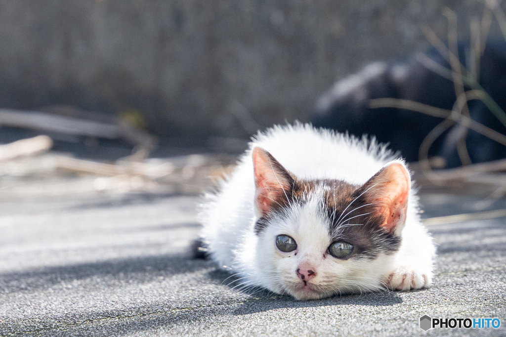 ふわふわおチビ
