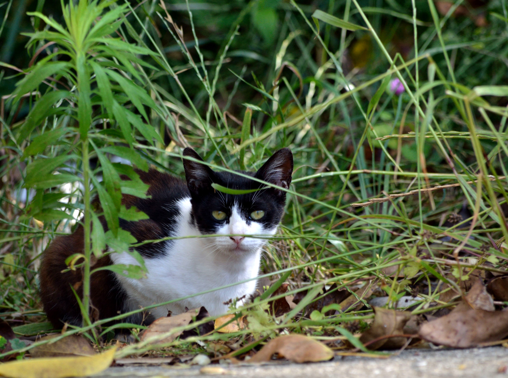 DSC_7111