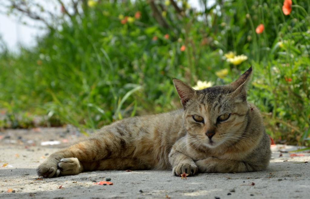 DSC_4940