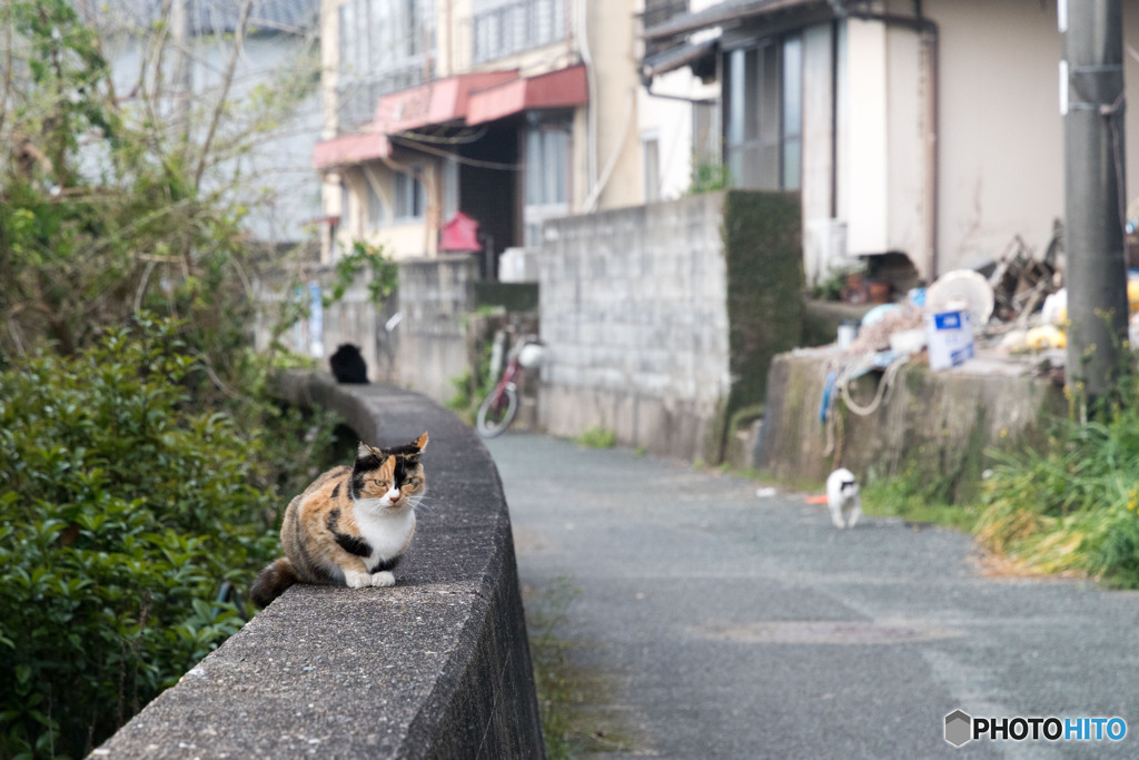アリス
