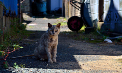路地裏でばったり