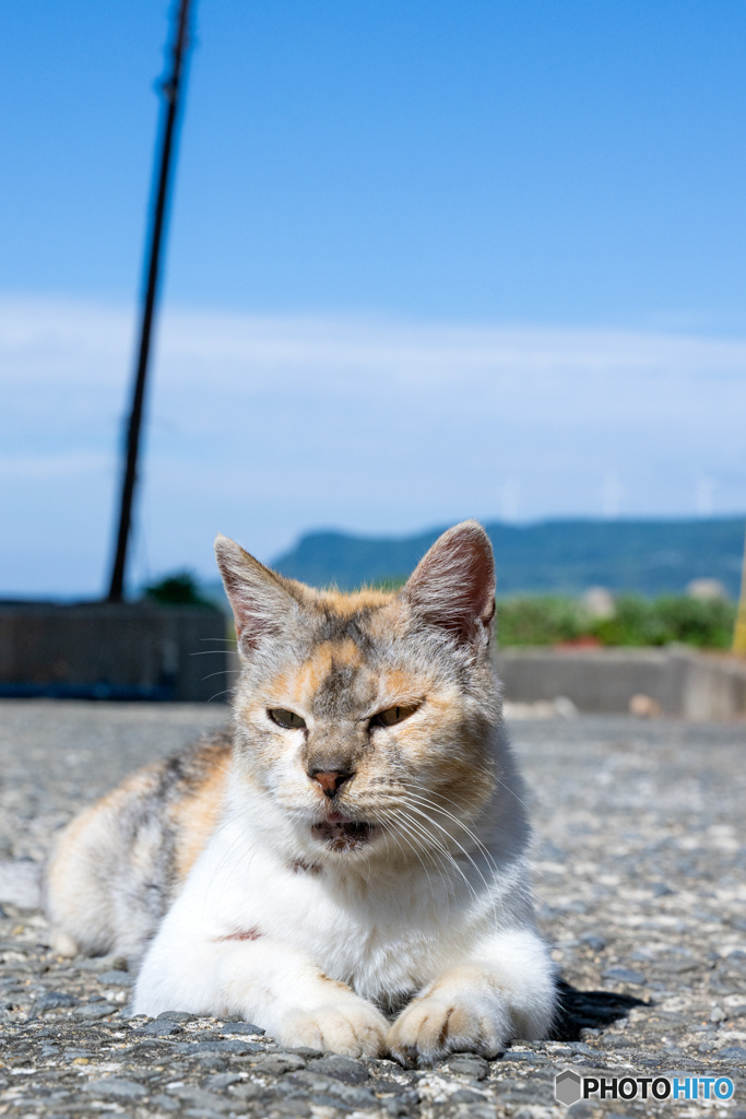 てへ