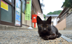 郵便局前のクロチビネコさん