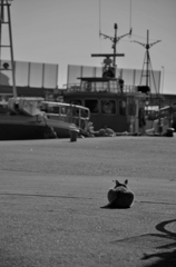 船着場のネコさん