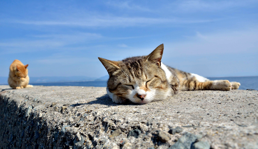 春眠