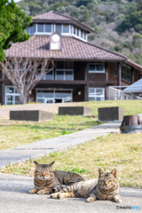 学び舎とネコさん