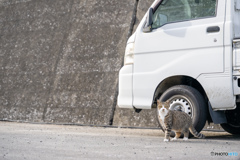 調子はどうだい？