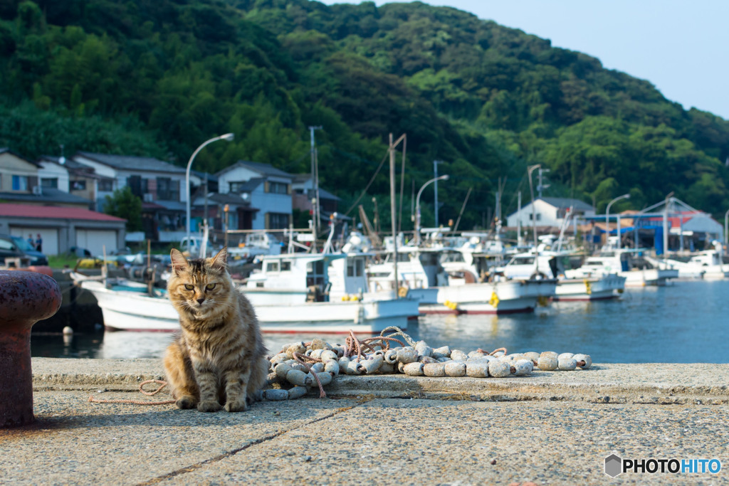 夏の日の港ネコさん
