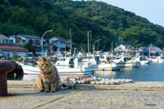 夏の日の港ネコさん