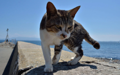 島のおじさん、行きます！