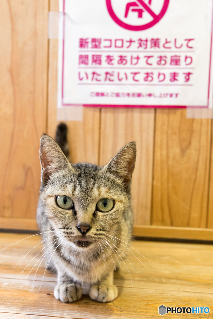 間隔を空けてですニャ