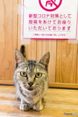 間隔を空けてですニャ