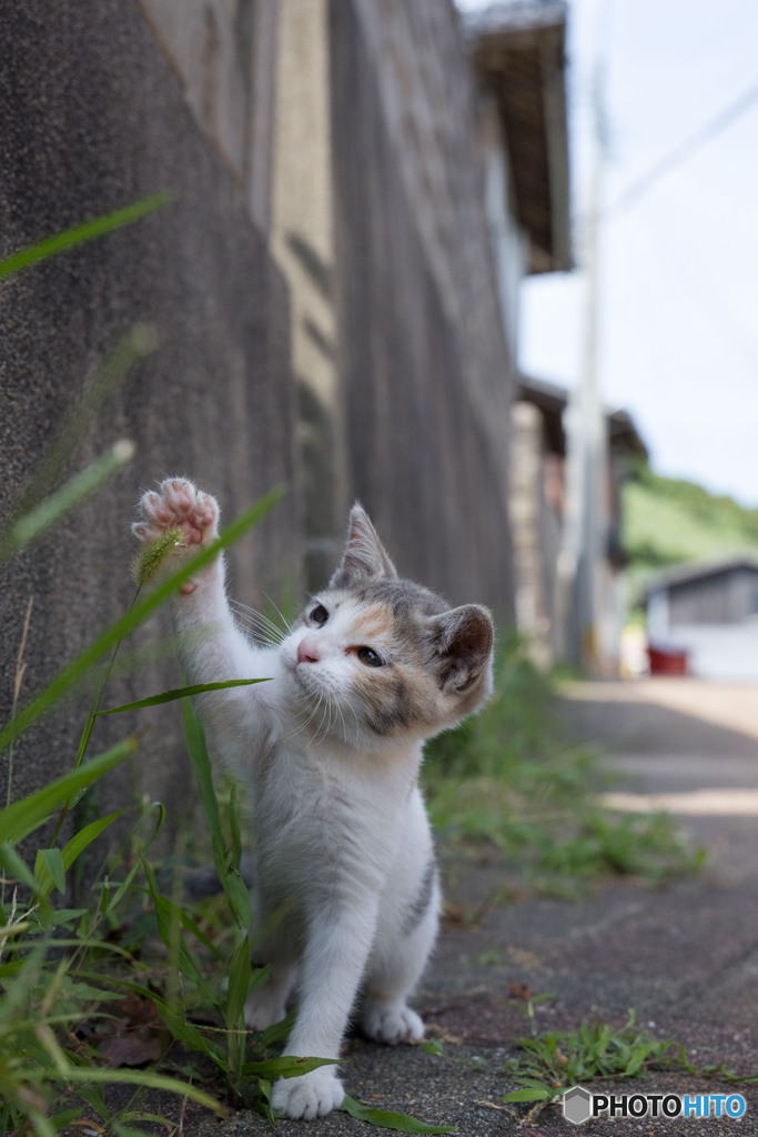 ちょいちょい