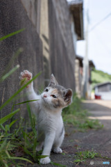 ちょいちょい