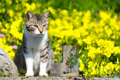 お花畑でルルルルルー