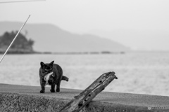 お魚もらったよ