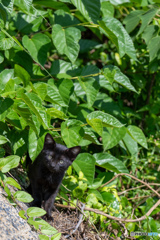 黒おチビ