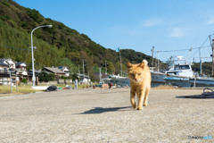 お散歩ネコさん（2）