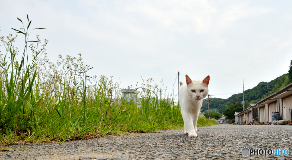 シロちゃんがやって来た
