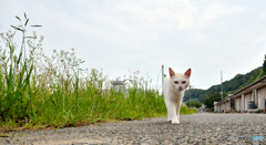 シロちゃんがやって来た